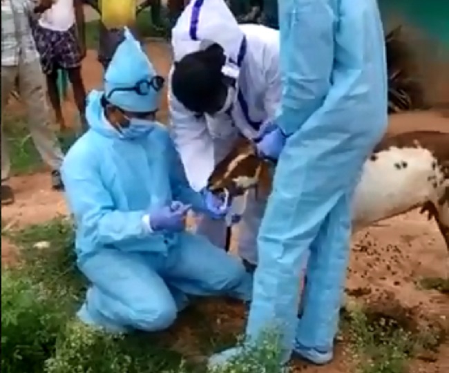 Goats and sheeps tested for coronavirus, quarantined in Karnataka